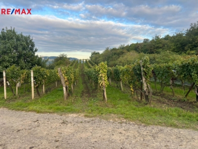 Tomáš Šimek Tomáš Šimek