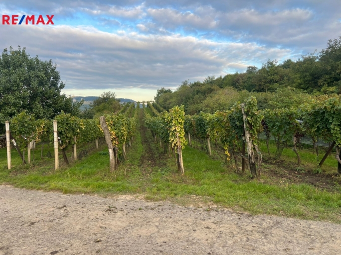 Tomáš Šimek Tomáš Šimek