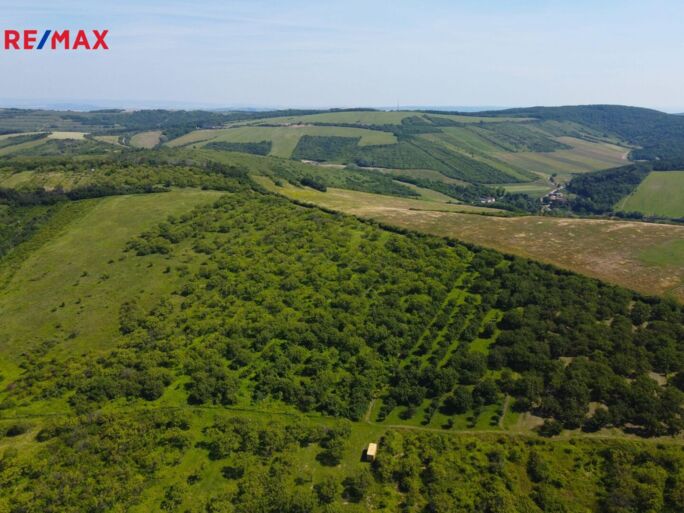 Prodej sadu/vinice, 3780 m2, Hustopeče - obrázek 6