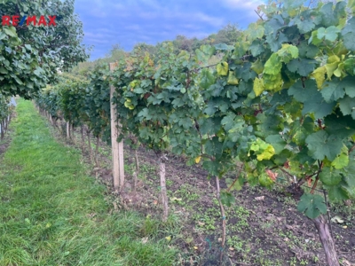 Prodej sadu/vinice, 3118 m2, Dolní Dunajovice Prodej sadu/vinice, 3118 m2, Dolní Dunajovice