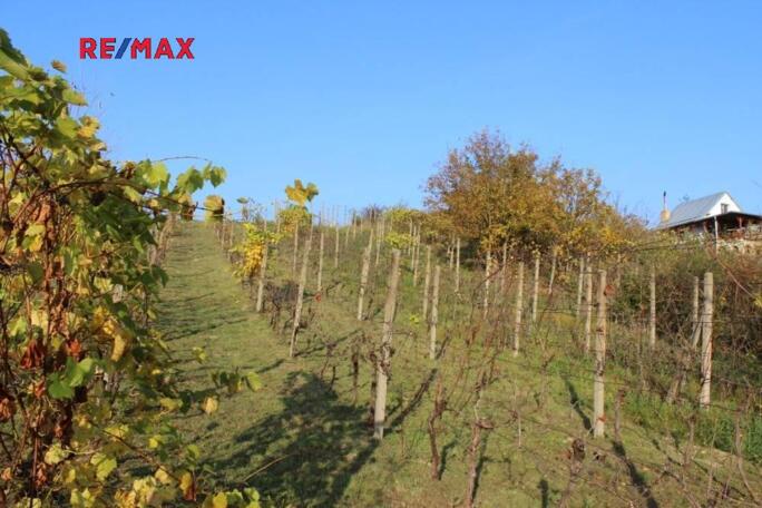 Pozemek pro chatu s vinicí 459 m2 Pasohlávky Pozemek pro chatu s vinicí 459 m2 Pasohlávky