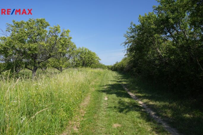 Prodej sadu/vinice, 3780 m2, Hustopeče - obrázek 9