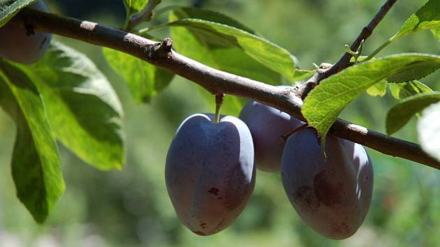 Jak důležité jsou na zahradě vzrostlé stromy