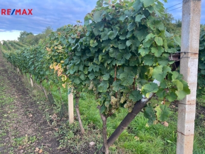 Dolní Dunajovice Dolní Dunajovice