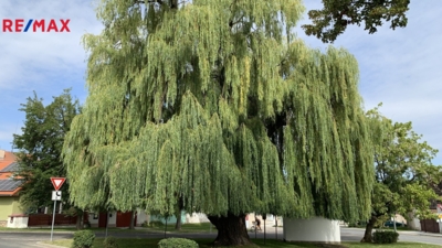 2950539.jpeg 2950539.jpeg