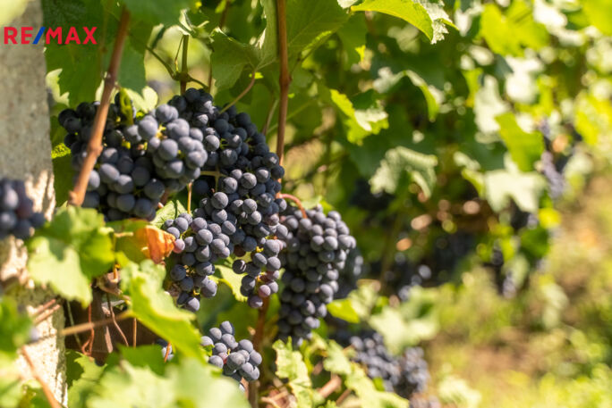 Prodej sadu/vinice, 901 m2, Mikulov Prodej sadu/vinice, 901 m2, Mikulov